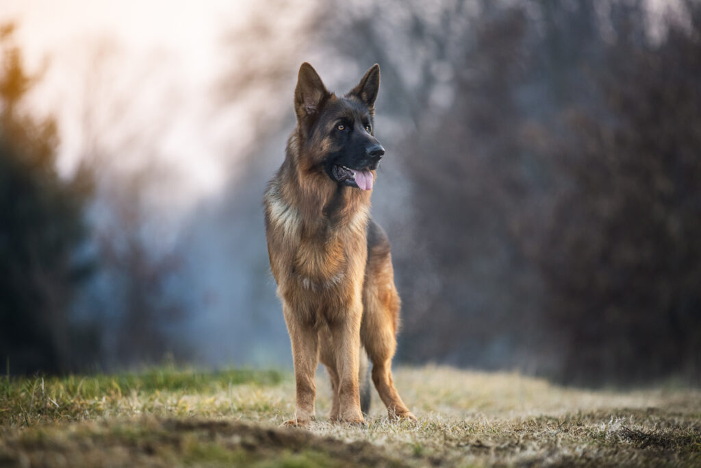 foto cane pastore tedesco