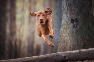 foto cane in movimento