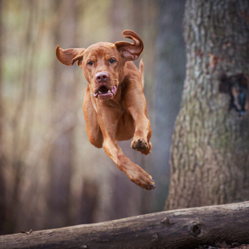 foto cane in movimento