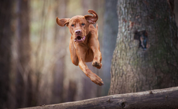 foto cane in movimento