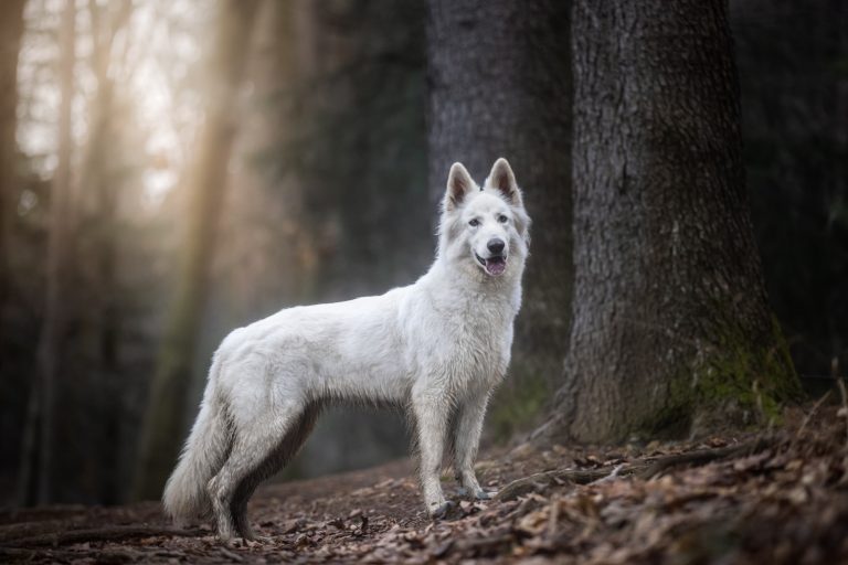 Quanto è importante il tuo cane?